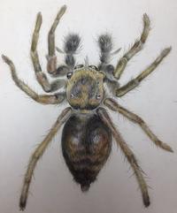 “Jumping Spider,” by Beatrix Potter